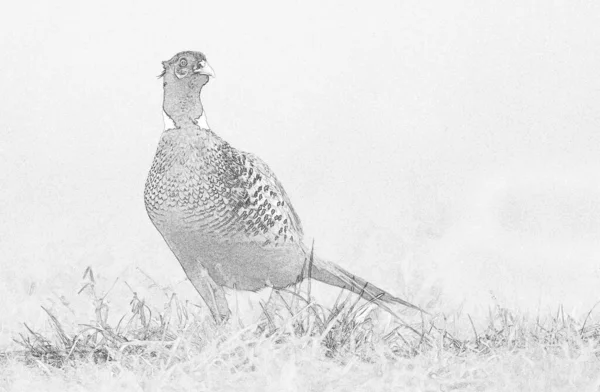 Ringnek Fazant Phasianus Colchicus Mannetje Schets — Stockfoto