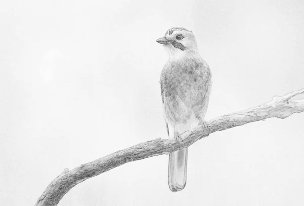 Jay Eurazjatycki Garrulus Glandarius Zbliżenie Szkic — Zdjęcie stockowe