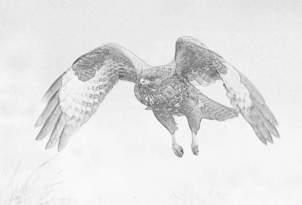 Common Buzzard Buzzard Flight Sketch — стоковое фото