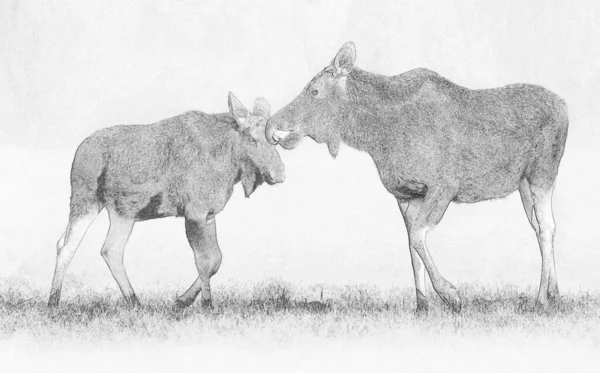 Elk Moose Alces Alces Cerca Boceto — Foto de Stock