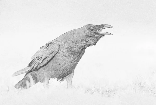 Cuervo Corvus Corax Cerca Boceto — Foto de Stock