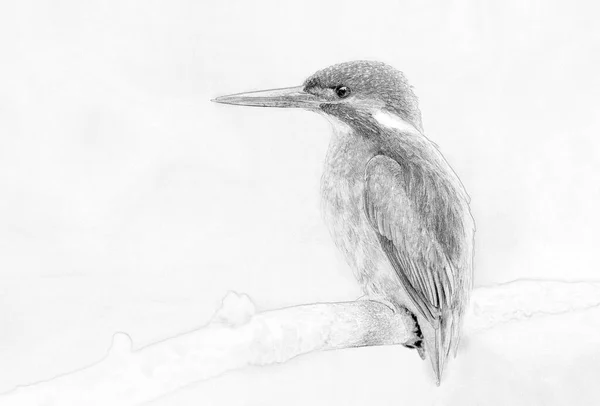 Kingfisher Alcedo Atthis Close Sketch — стокове фото