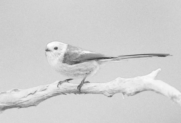 Long Tailed Tit Aegithalos Caudatus Sketch — Fotografia de Stock