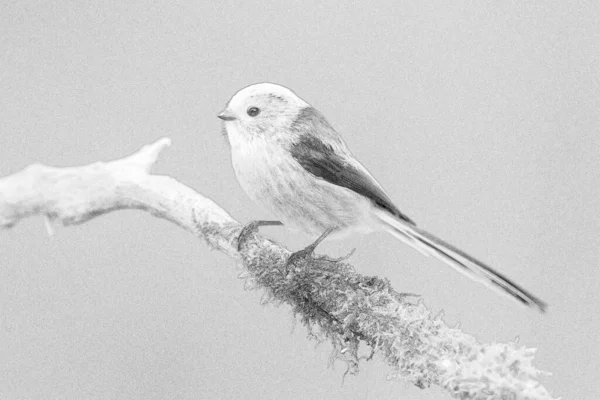 Long Tailed Tit Aegithalos Caudatus Sketch — 图库照片