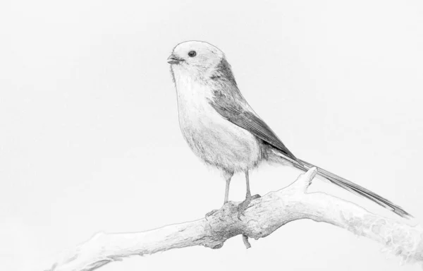 Long Tailed Tit Aegithalos Caudatus Sketch — Fotografia de Stock