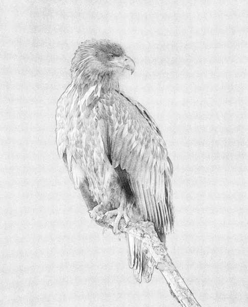 Águila Cola Blanca Haliaeetus Albicilla Boceto —  Fotos de Stock
