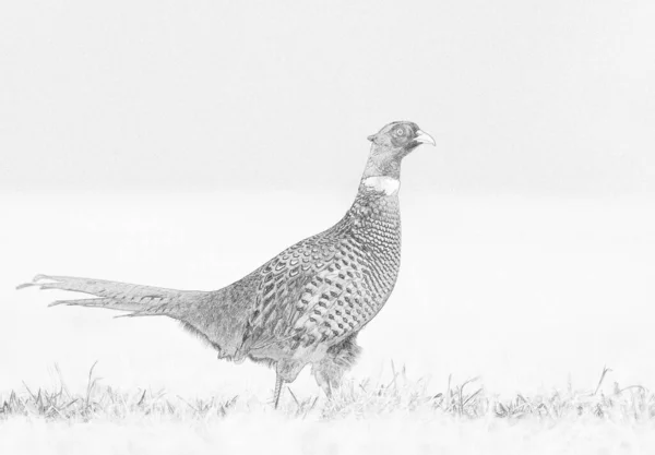 Ringnek Fazant Phasianus Colchicus Mannetje Schets — Stockfoto