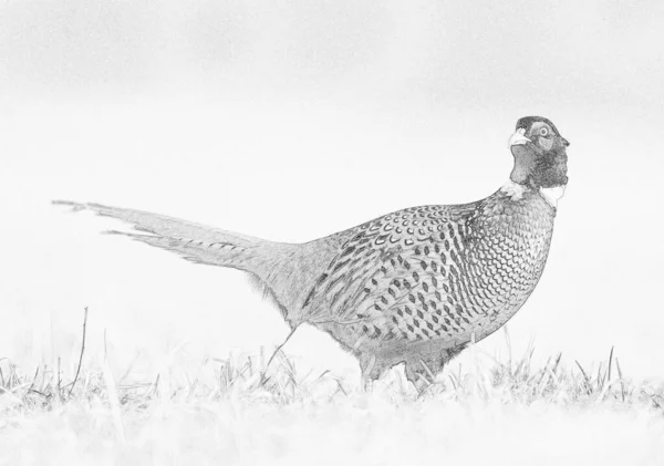 Ringnek Fazant Phasianus Colchicus Mannetje Schets — Stockfoto