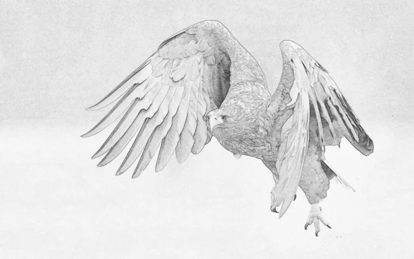 Beyaz Kuyruklu Kartal Haliaeetus Albicilla Çizim — Stok fotoğraf