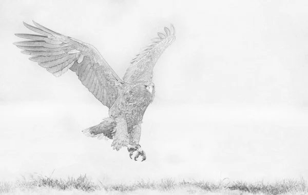 Águila Cola Blanca Haliaeetus Albicilla Boceto —  Fotos de Stock