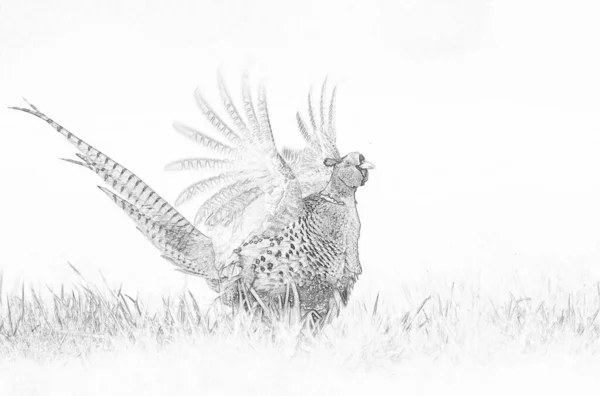 Ringneck Pheasant Phasianus Colchicus Sketch — Stock Photo, Image