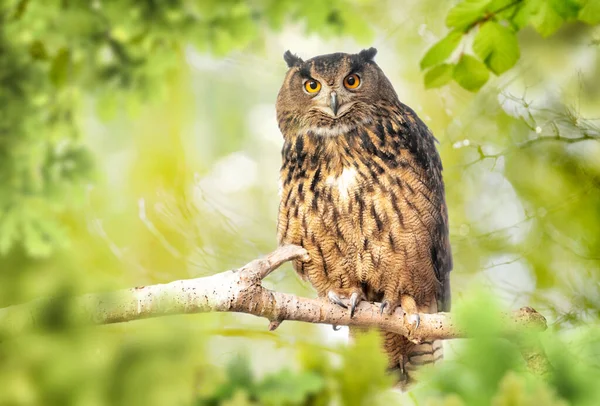Photo Owl Sitting Tree Branch — Stock Photo, Image