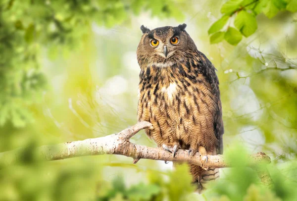 Eagle Owl Bubo Bubo Green Forest — Stock Photo, Image