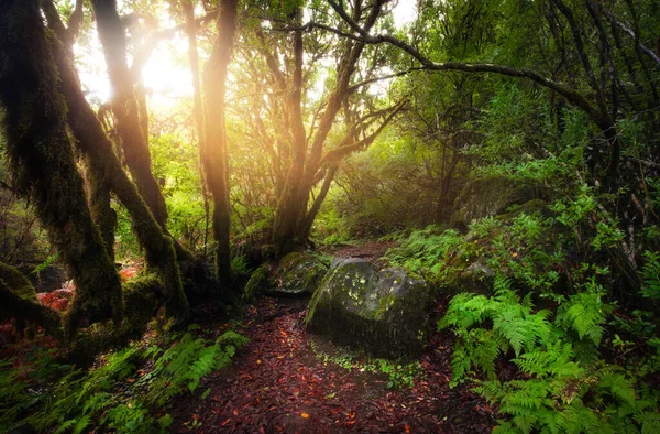 Belle Matinée Forêt Enchantée — Photo