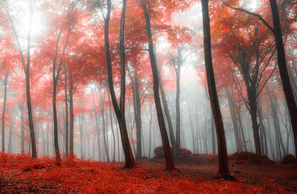 Foggy morning in red forest