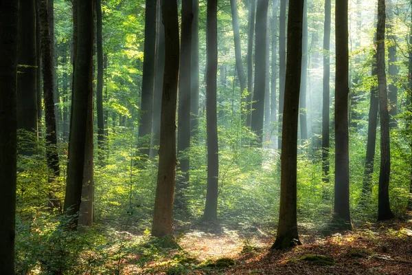 Yeşil ormanda güneşli bir sabah