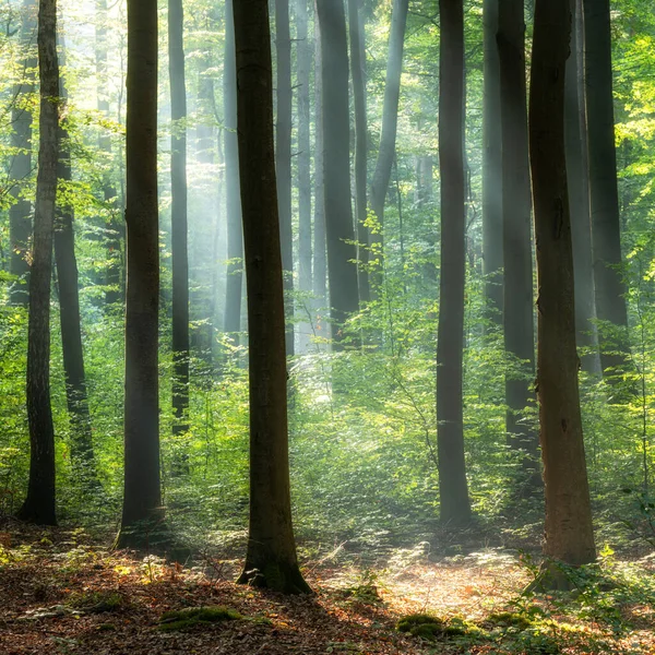 Сонячний Ранок Зеленому Лісі — стокове фото