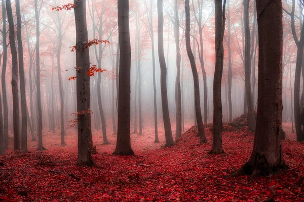 Kızıl Ormanda sisli bir sabah