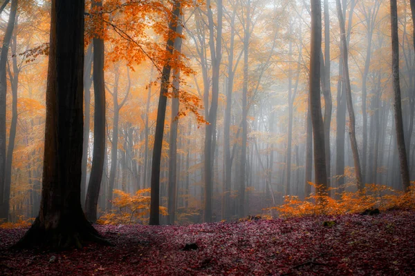 Foggy Morgon Höstskogen — Stockfoto
