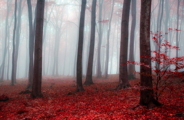 Туманное утро в красном лесу