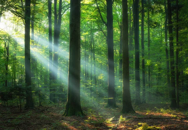 Vacker Soluppgång Grön Skog — Stockfoto