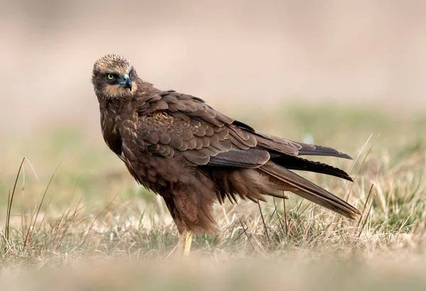 Batı Bataklık Gemisi (Circus aeruginosus) - dişi
