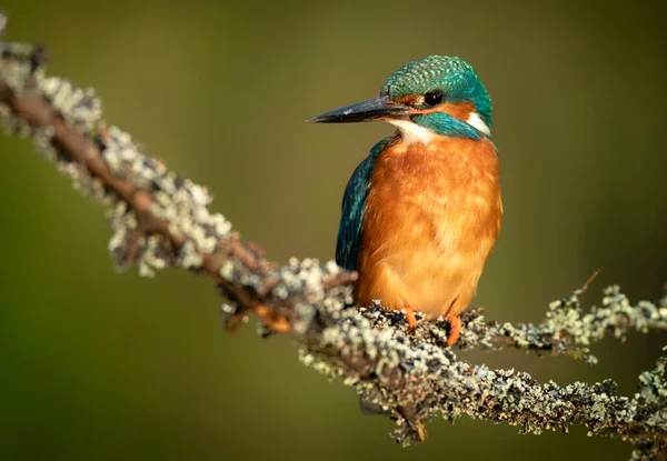 Eisvogel Alcedo Atthis Aus Nächster Nähe — Stockfoto