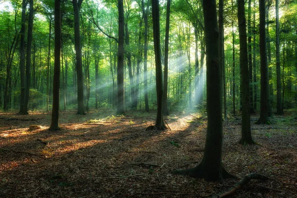 Gyönyörű Napfelkelte Zöld Erdőben — Stock Fotó