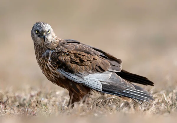 Western Marsh harrier (Circus aeruginosus) - erkek