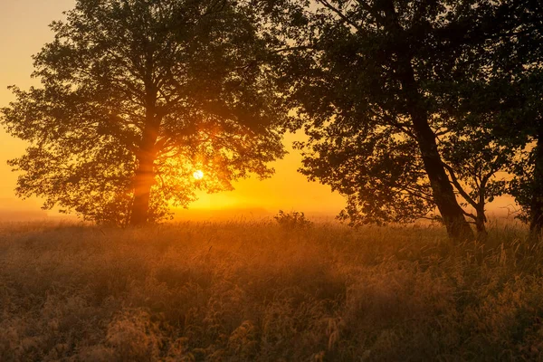 美丽的雾蒙蒙的清晨在草地上 — 图库照片
