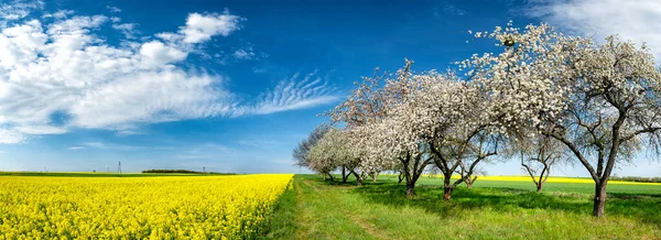 Prachtig Lentepanorama Met Bloeiende Boomgaard Verkrachtingsveld — Stockfoto