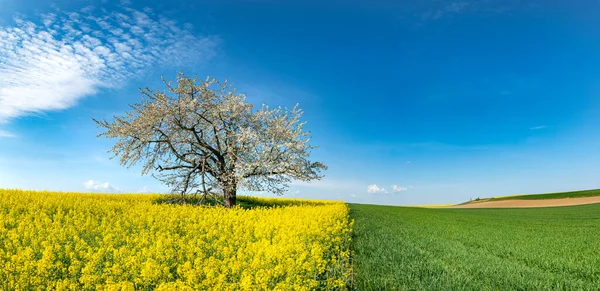 Piękna Wiosenna Panorama Kwitnącym Drzewem Wiśniowym Polem Gwałtu — Zdjęcie stockowe