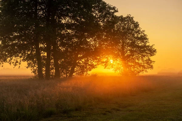 Beautiful Misty Morning Meadow — Stock Photo, Image