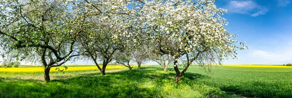 Piękna Wiosenna Panorama Kwitnącym Sadem Polem Gwałtu — Zdjęcie stockowe