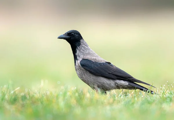 Huvud Kråka Corvus Corone Närbild — Stockfoto