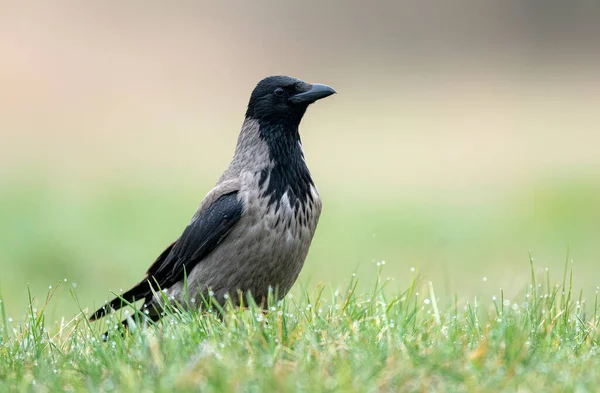 Cuervo Encapuchado Corvus Corone Cerca —  Fotos de Stock