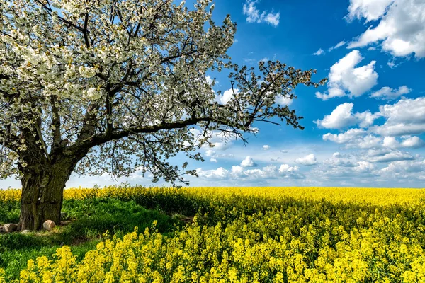 Piękny Wiosenny Krajobraz Kwitnącym Drzewem Wiśni Pola Rzepaku — Zdjęcie stockowe
