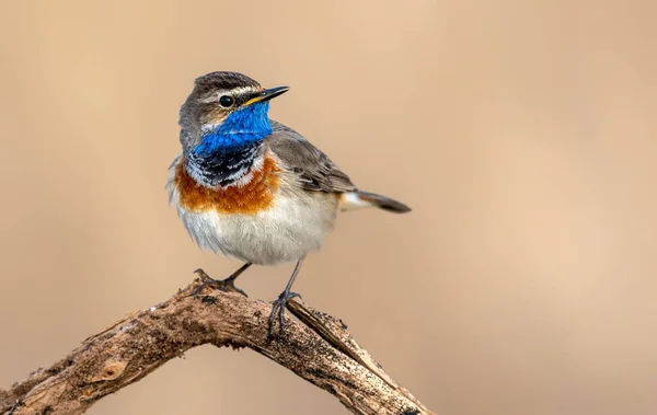 Bluethroat Bird Close Luscinia Svecica — Stock Photo, Image