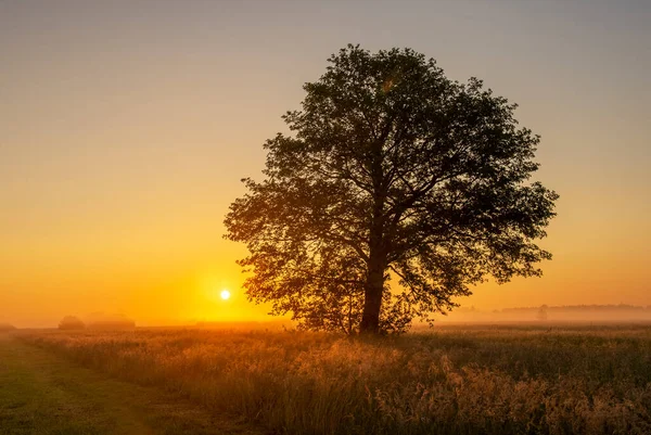 Beautiful Misty Morning Meadow — Stock Photo, Image
