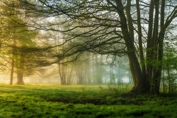 Ormanda güzel sisli bir sabah