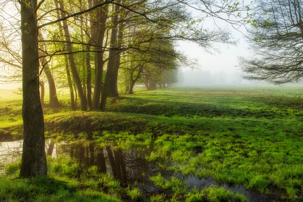 Bella Mattina Nebbiosa Nella Foresta — Foto Stock