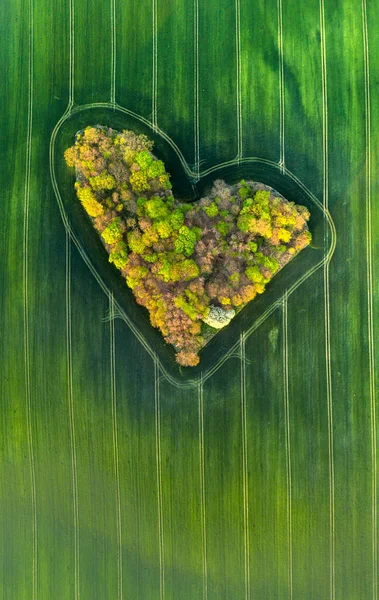 Luftaufnahme Von Waldherz Auf Den Feldern — Stockfoto