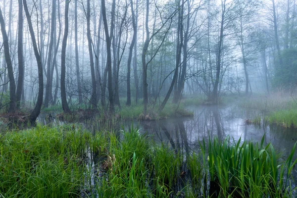 Foggy Paesaggio Forestale Primavera — Foto Stock