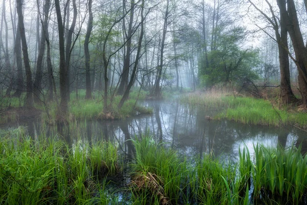 Foggy Paesaggio Forestale Primavera — Foto Stock