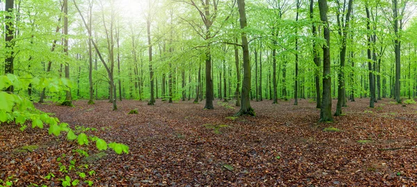 Paisagem Floresta Verde Primavera Panorama — Fotografia de Stock