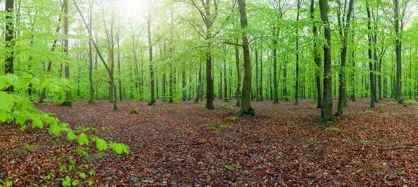 Paysage Forestier Vert Printanier Panorama — Photo