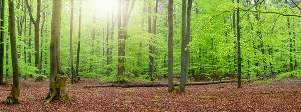 Frühlingsgrüne Waldlandschaft Panorama — Stockfoto
