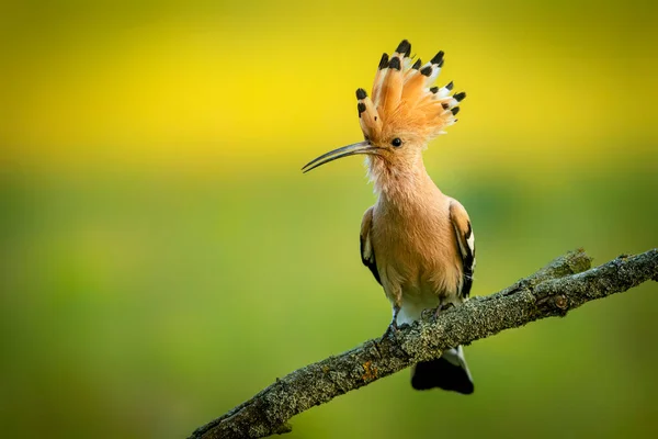 Eurasischer Wiedehopf Aus Nächster Nähe Upupa Epops — Stockfoto