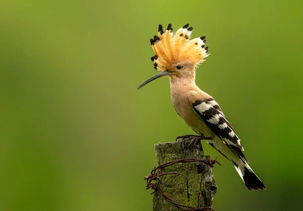 Eurasian Hoopoe Bird Close Upupa Epops — Stock Photo, Image