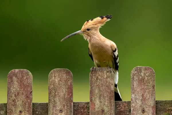 Eurasischer Wiedehopf Aus Nächster Nähe Upupa Epops — Stockfoto